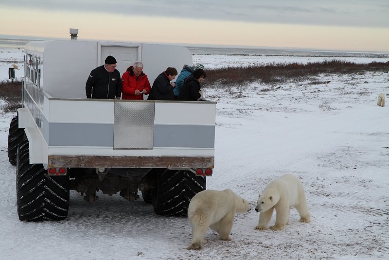 خرس قطبی کانادا