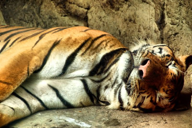 باغ وحش دوزیت بانکوک تایلند