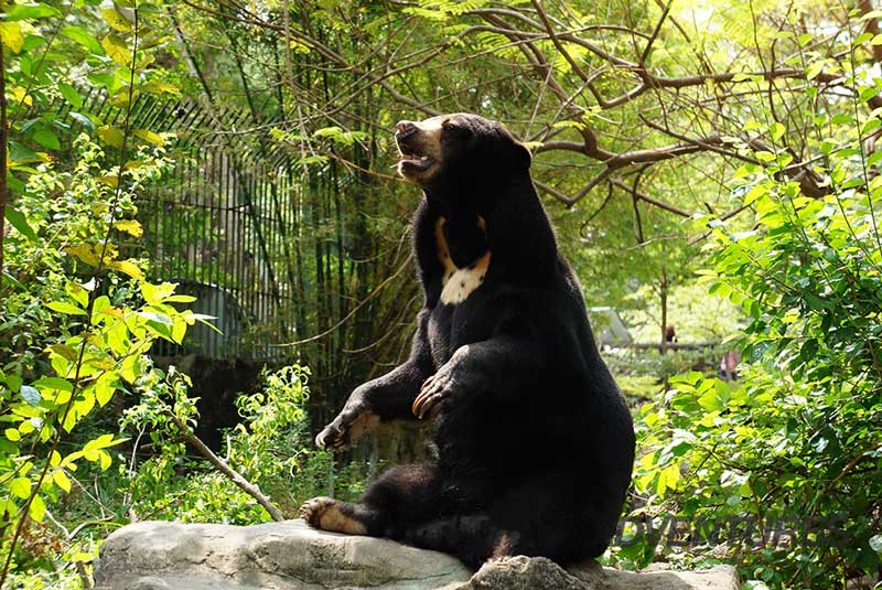 باغ وحش دوزیت بانکوک تایلند