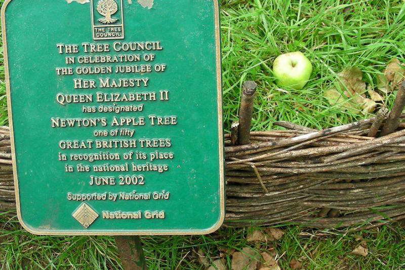 درخت سیب نیوتن لینکلن شایر
