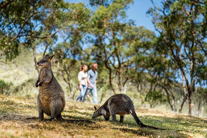 پارک کلیلند در استرالیا