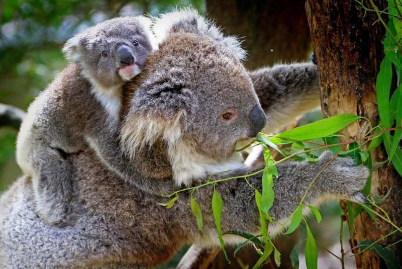 پارک کوالاها در بریزبن - استرالیا