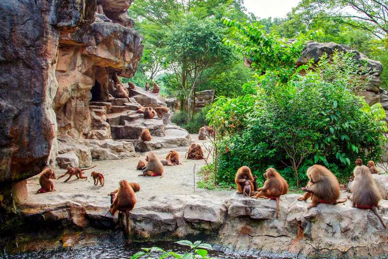 باغ وحش سنگاپور