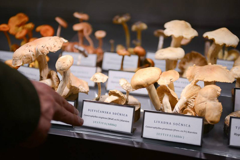 موزه قارچ ها در زاگرب