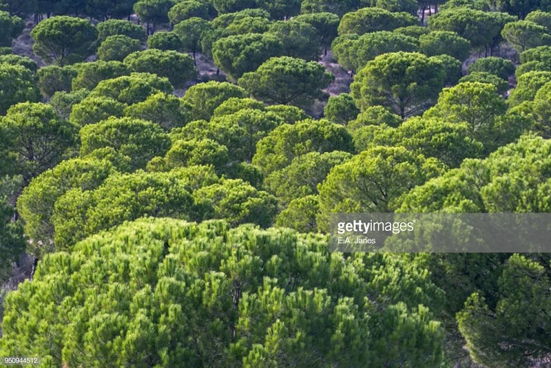 پارک ملی دونیانا در اسپانیا
