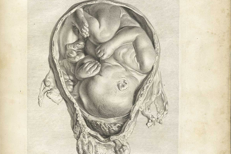 جنین در رحم مادر - داوینچی