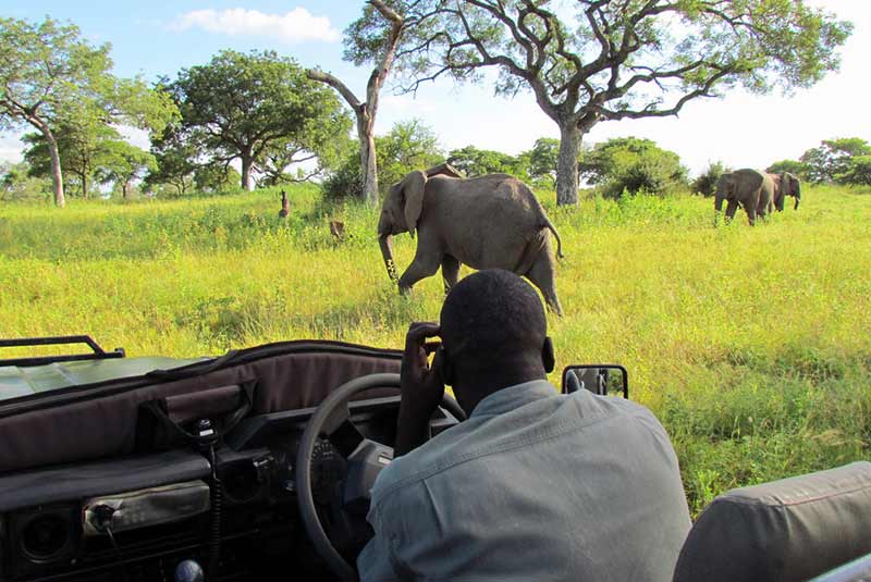 پارک ملی کروگر آفریقا - مجله تاپ تراول به همراه تصاویر و توضیحات