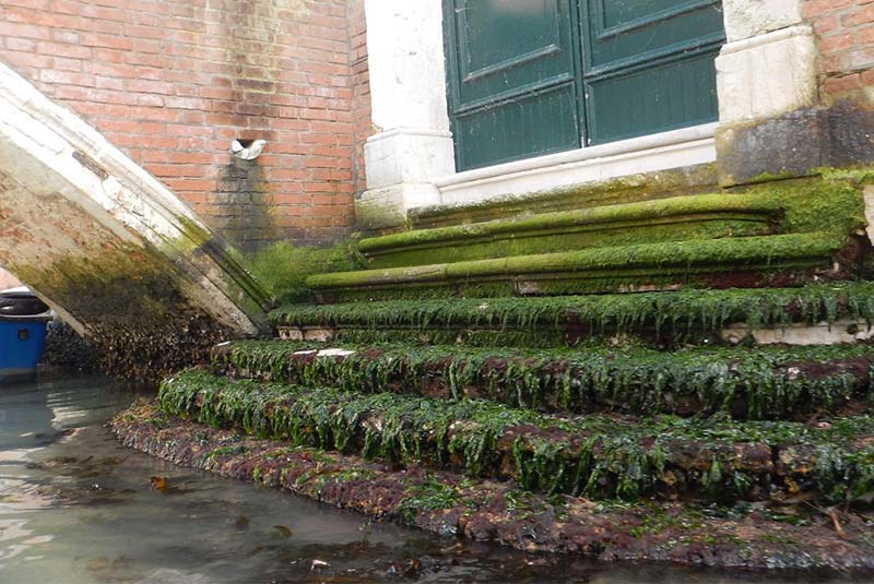 ایستادن بر روی پله‌ های جلبک گرفته در ونیز