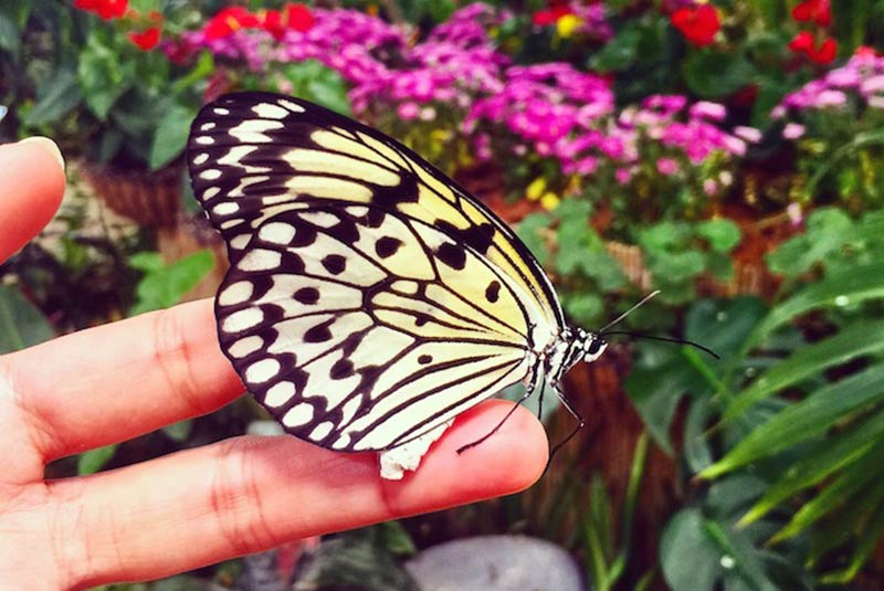 باغ پروانه ها - دبی
