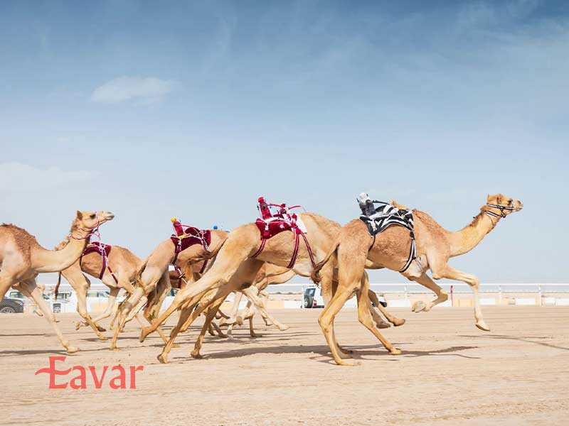 ورزش محلی جالب قطر، شتر دوانی