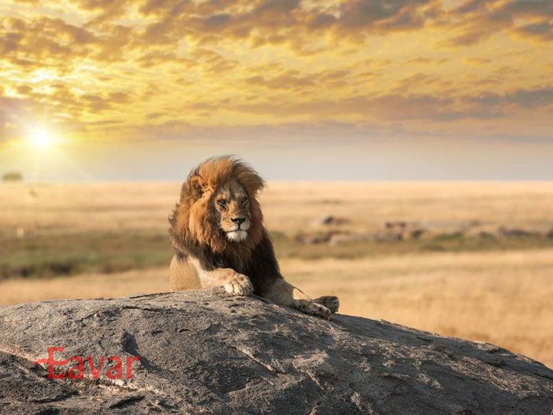 از شیرهای درنده کنیا تا قله‌های برافراشته 