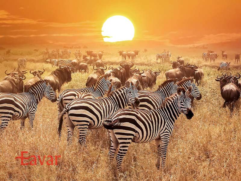 پارک‌ های ملی کنیا