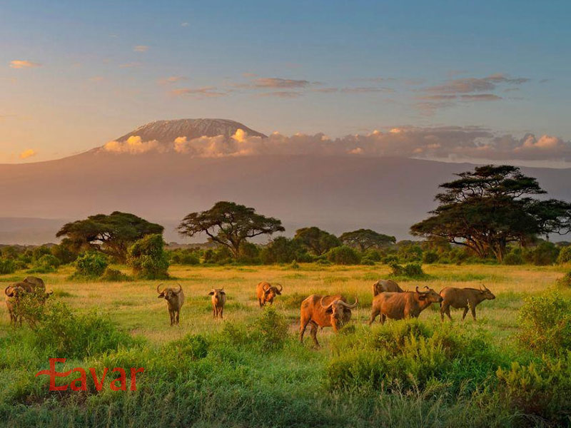 پارک‌ های ملی کنیا