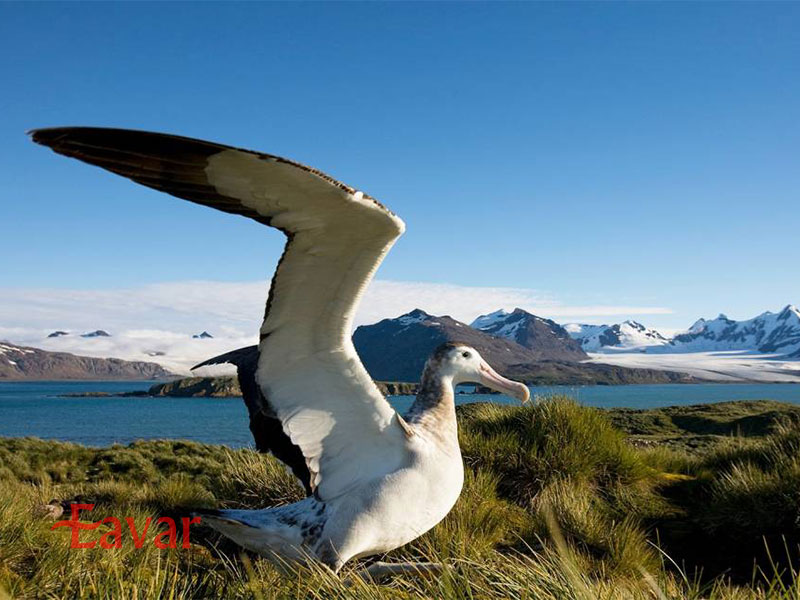 پرندگان در حیات وحش قطب جنوب