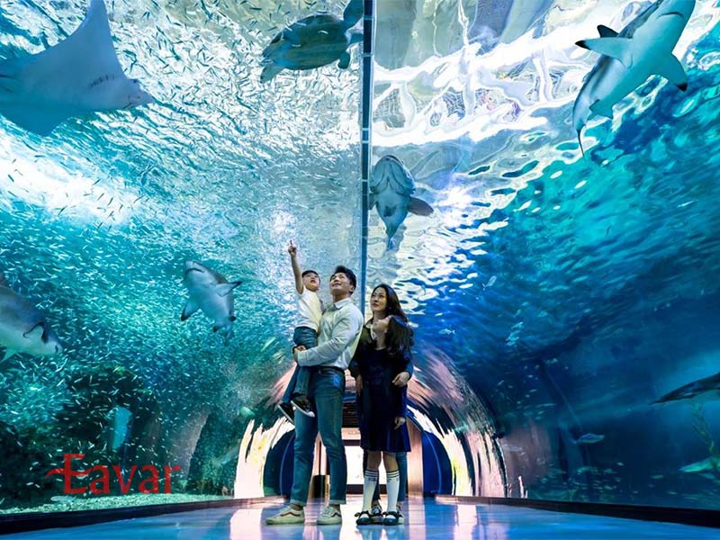 آکوا پلنت ججو