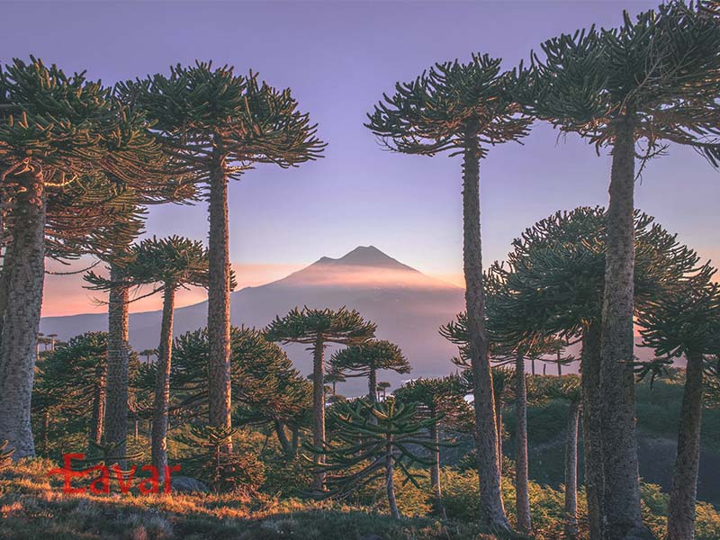 پارک ملی کونگوئیلیو از پارک های ملی شیلی