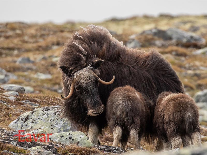 پارک ملی دوورفیل از جاذبه های گردشگری نروژ