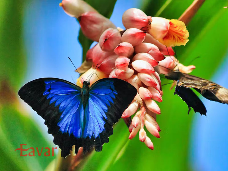 باغ پروانه ها دبی