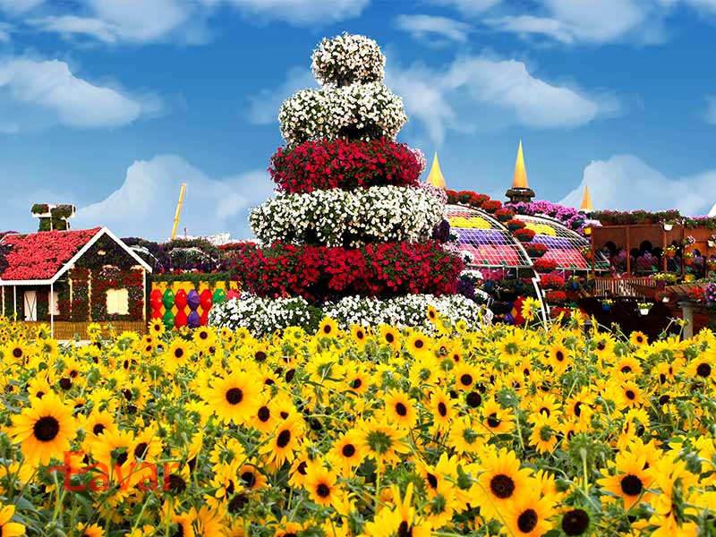 مزرعه آفتابگردان از بخش های باغ معجزه دبی