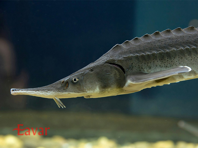 آکواریوم استانبول