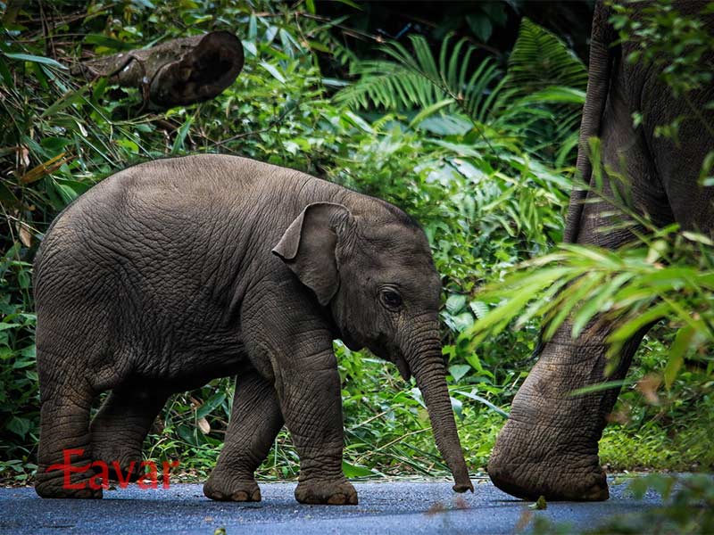 پارک ملی کائو یای از مقاصد طبیعی تایلند