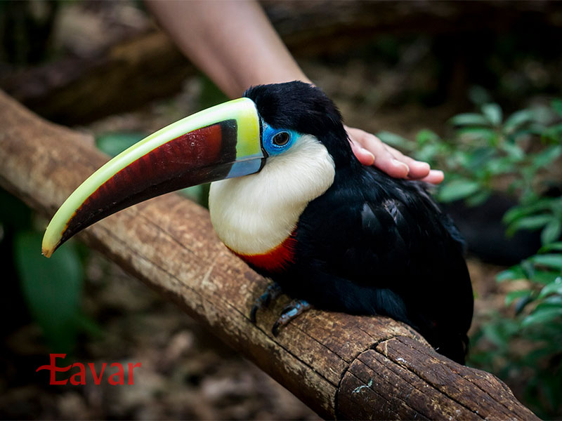 پارک پرندگان از جاذبه های ایگواسو