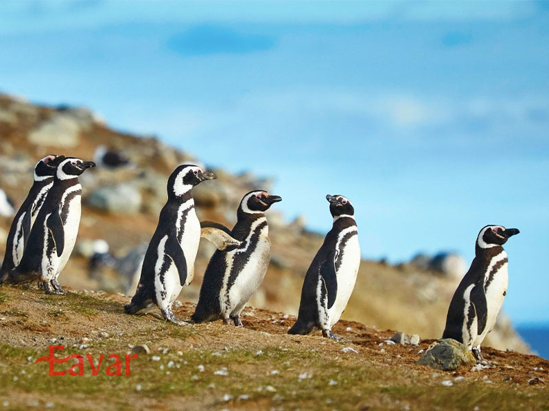 پارک ملی پنگوئن هومبولت شیلی