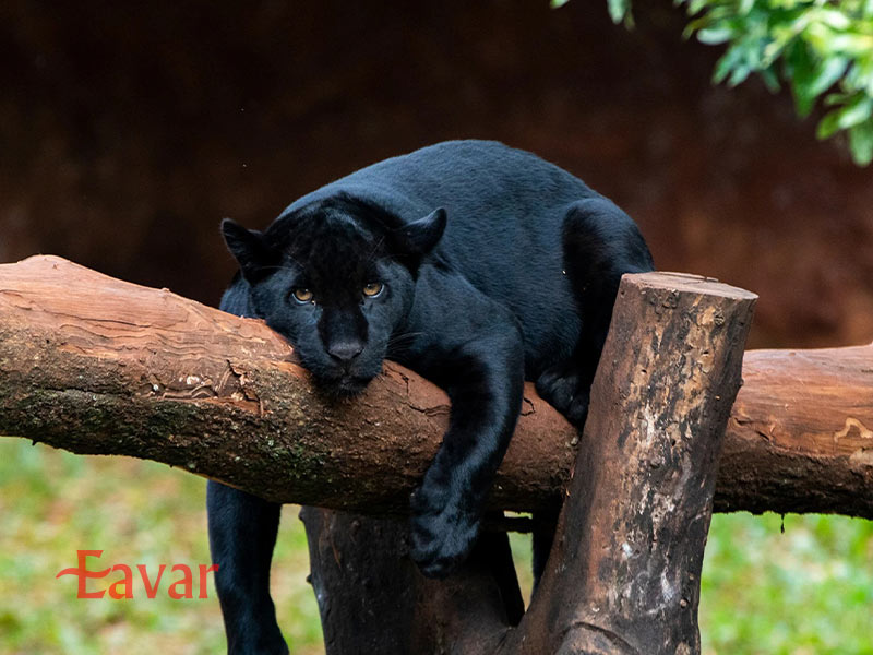 پناهگاه زیست محیطی بلا ویستا از جاهای دیدنی ایگواسو