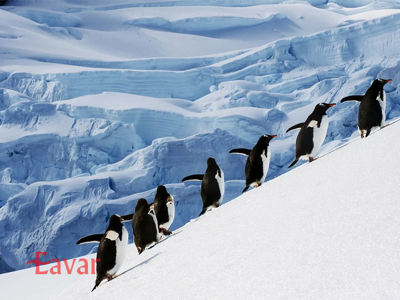 دیدنی های قطب جنوب