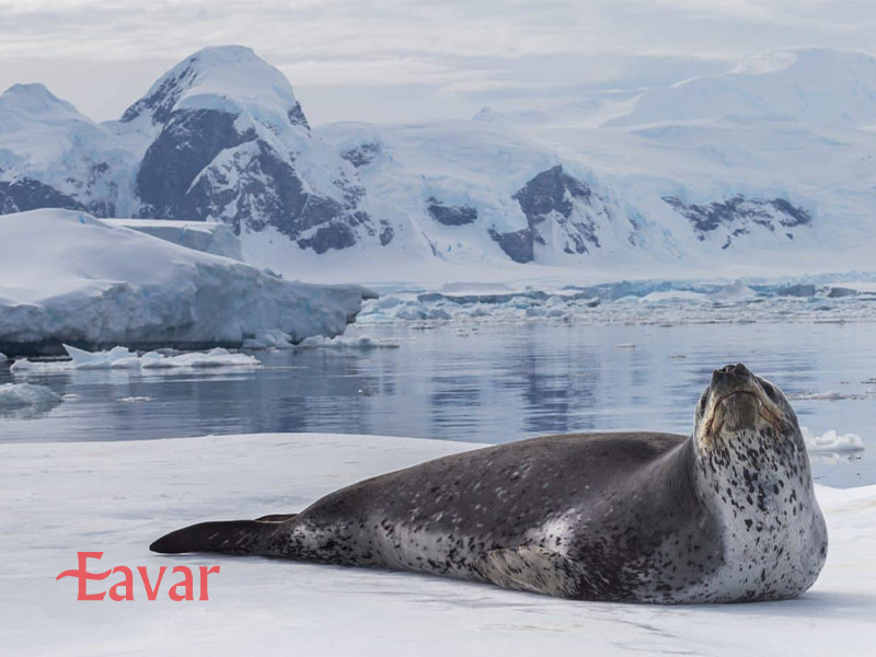 فک های قطب جنوب