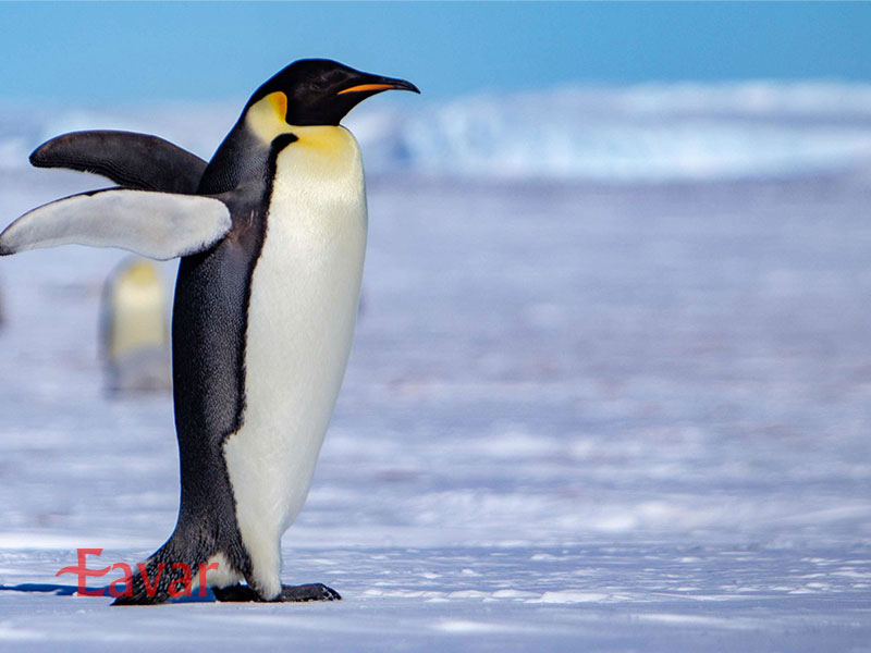 حیات وحش قطب جنوب