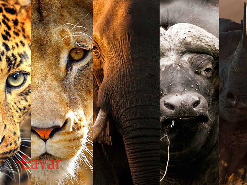 پنج بزرگ در سافاری