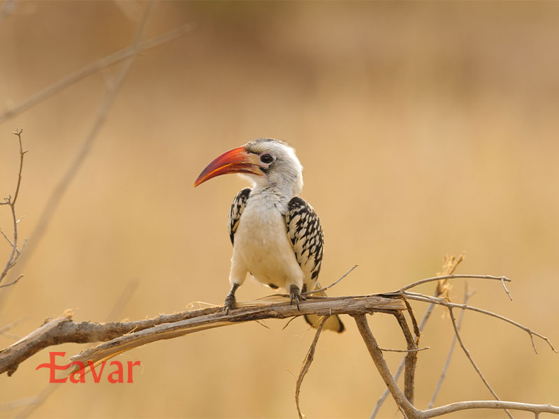 سافاری پرنده نگری از انواع سافاری