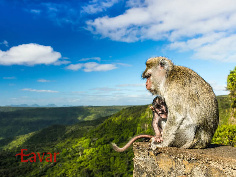پارک ملی دره رودخانه سیاه از مقاصد طبیعی موریس