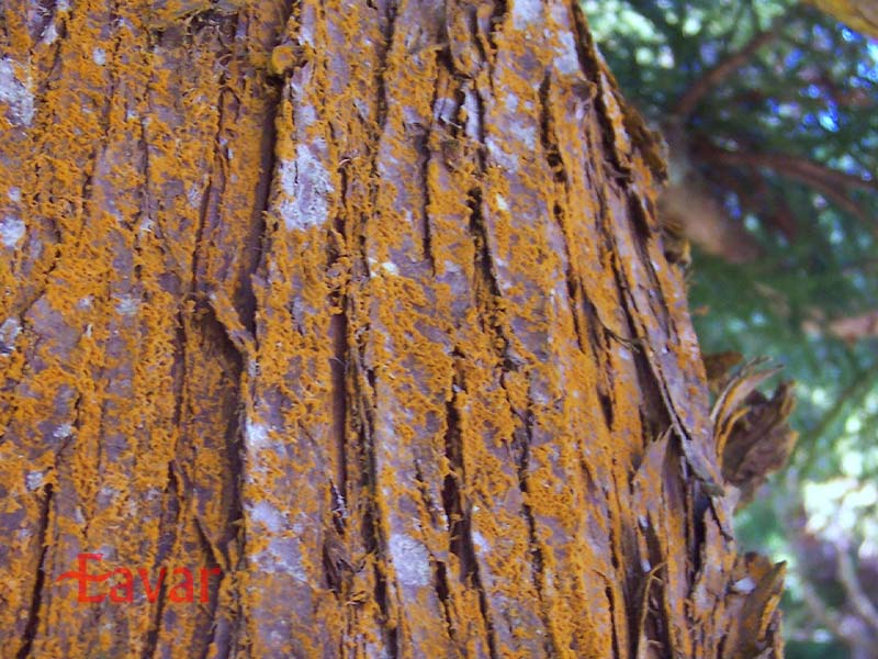 دلیل علمی پدیده باران خون