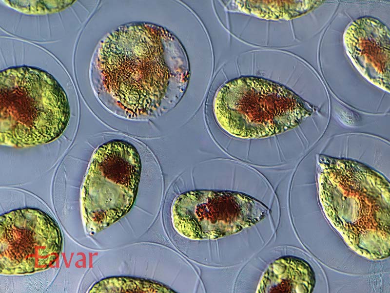 پدیده علمی باران خون