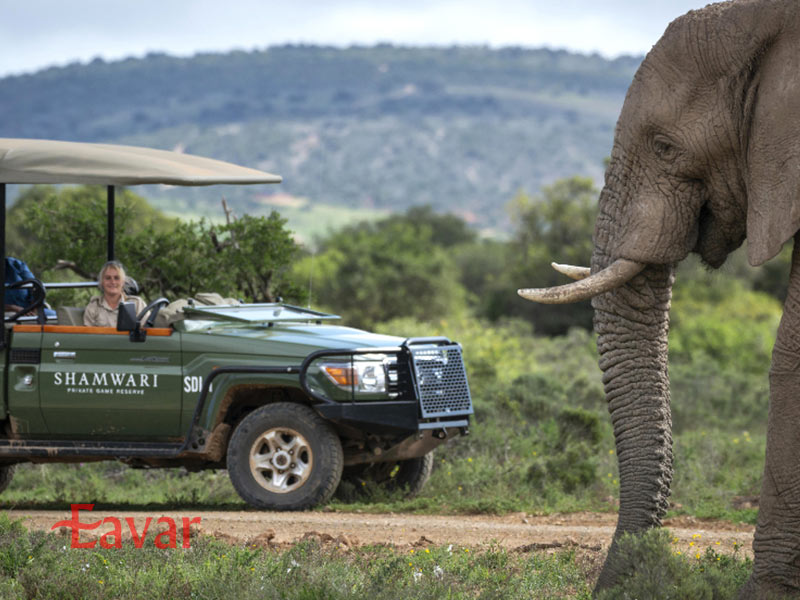 فیل ها در سافاری