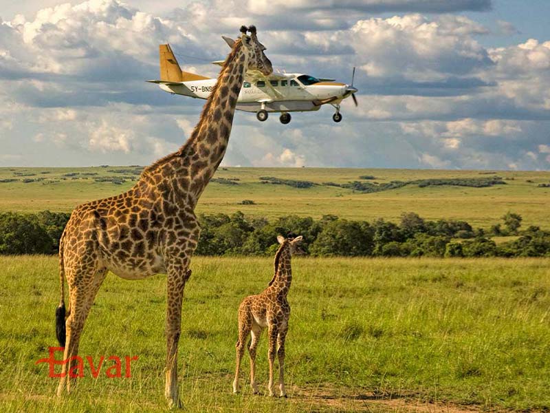 سافاری پروازی از انواع سافاری