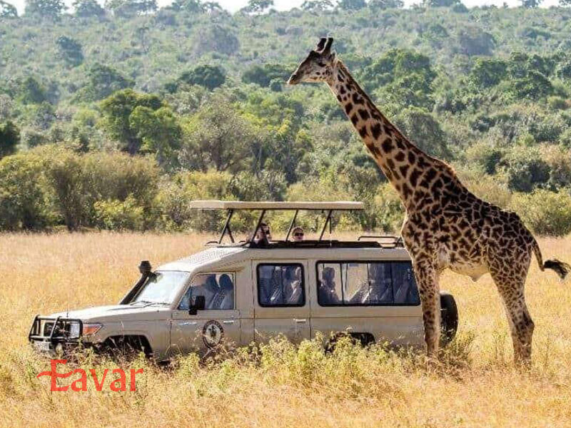تماشای زرافه در سافاری