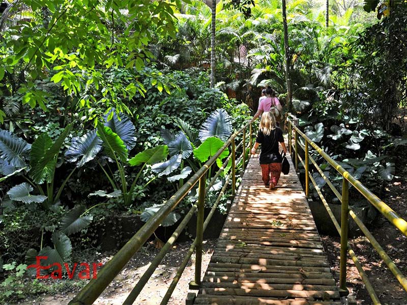 مزارع ادویه از جاهای دیدنی گوا