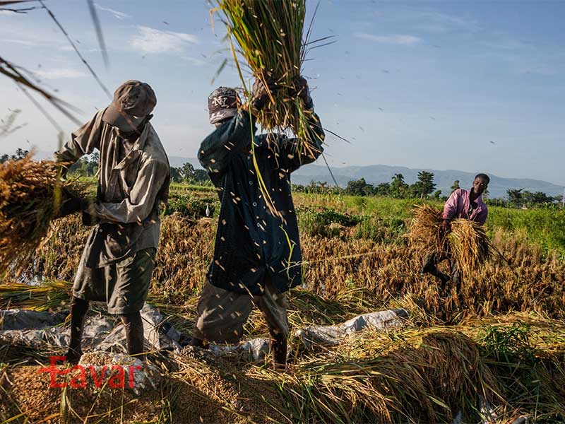 جمعیت هائیتی