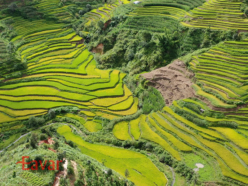 شالیزارهای پلکانی هانی در چین