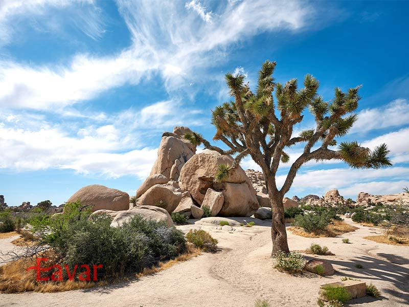 پارک ملی جاشوا تری از مقاصد طبیعی کالیفرنیا