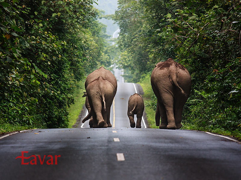 پارک ملی خائو یای از مقاصد گردشگری تایلند