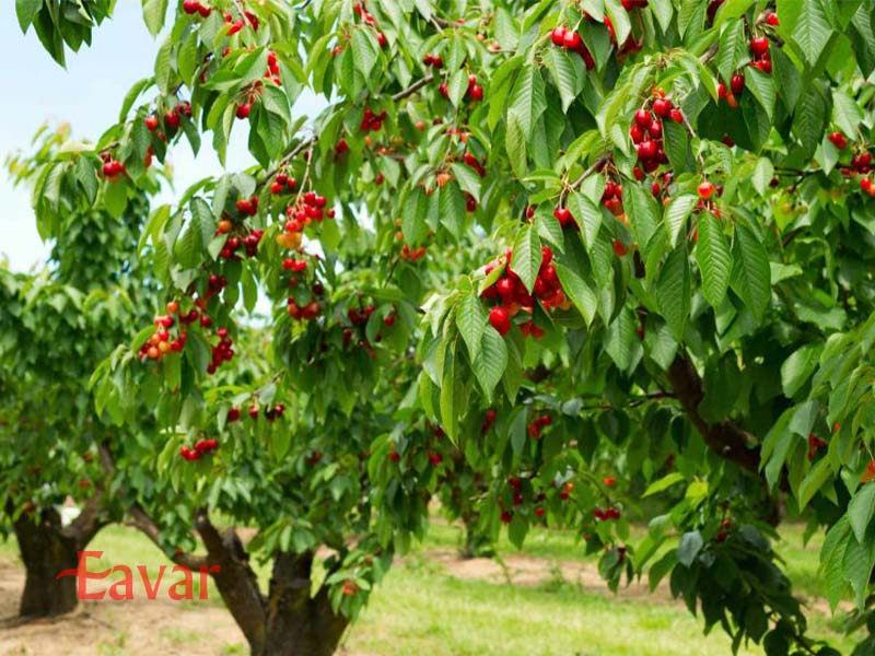 روستای کیرازلی از روستاهای گردشگری کوش آداسی