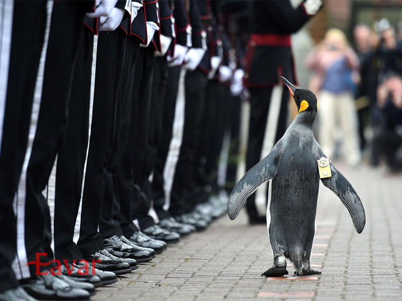 پنگوئن شوالیه در نروژ
