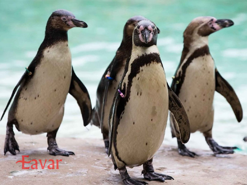 باغ وحش لندن از جاذبه های گردشگری انگلیس