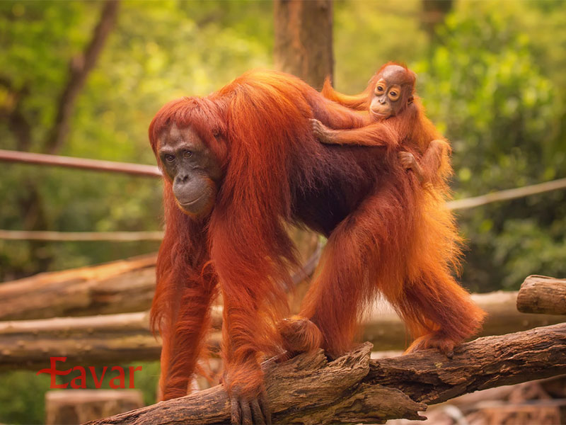 سفر به مالزی در تابستان