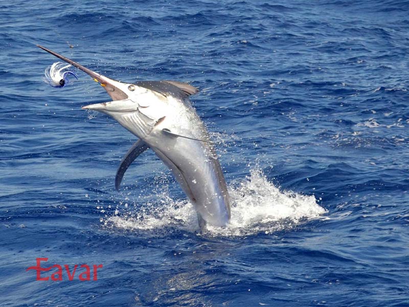 ماهیگیری در موریس