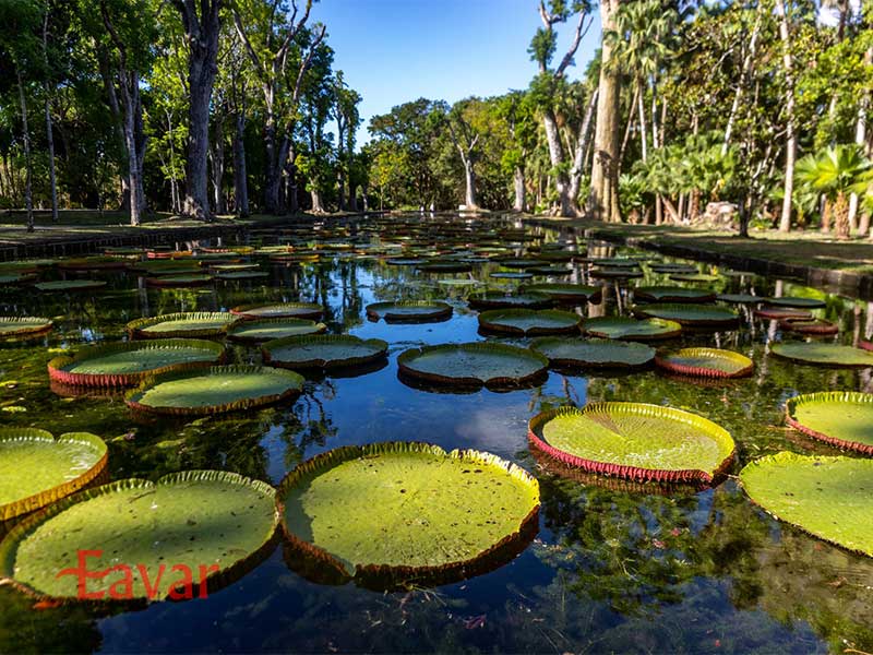 باغ گیاه شناسی پورت لوئیس از جاهای دیدنی موریس